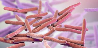 Bacteria de la lepra, potencial regenadora del hígado Bacteria de la lepra, potencial regenadora del hígado