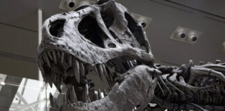 Esqueleto de Tiranosaurio Rex será subastado en Asia Esqueleto de Tiranosaurio Rex será subastado en Asia