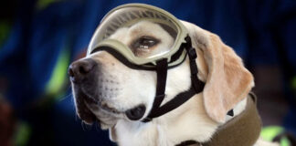 Frida inspiró murales, canciones y estatuas en México Frida inspiró murales, canciones y estatuas en México