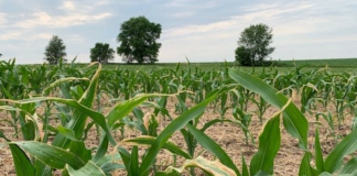 Informe indica que las condiciones anormalmente secas se han expandido en Minnesota Informe indica que las condiciones anormalmente secas se han expandido en Minnesota