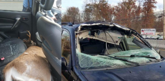 Tragedia: atropellan a un venado, lo arrojan a otro vehículo y mata a un pasajero Tragedia: atropellan a un venado, lo arrojan a otro vehículo y mata a un pasajero