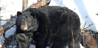 El DNR de Wisconsin pide ayuda a la población para encontrar guaridas de osos negros El DNR de Wisconsin pide ayuda a la población para encontrar guaridas de osos negros