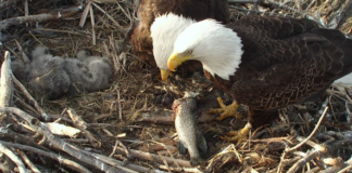 ¿Listo para ver la décima temporada de EagleCam? No te lo pierdas… ¿Listo para ver la décima temporada de EagleCam? No te lo pierdas...