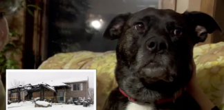 Un perro escapó del incendio de su hogar, parecía que había muerto, pero apareció vivo nueve días después… Un perro escapó del incendio de su hogar, parecía que había muerto, pero apareció vivo nueve días después...