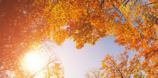 Récord de 76 grados en las Ciudades Gemelas para noviembre: en 1978 llegó hasta 72 grados Récord de 76 grados en las Ciudades Gemelas para noviembre: en 1978 llegó hasta 72 grados