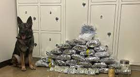 Un perro K9 debutó en su trabajo encontrando gran motín de drogas y dinero en efectivo Un perro K9 debutó en su trabajo encontrando gran motín de drogas y dinero en efectivo