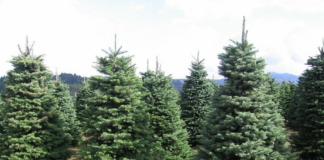 Los árboles de Navidad aumentaron entre un 5 y un 15% con respecto a 2021 Los árboles de Navidad aumentaron entre un 5 y un 15% con respecto a 2021