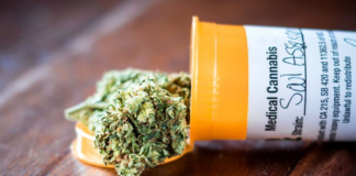 Según el MDH ya hay casi 40,000 personas en el programa de cannabis medicinal: ¿cambiará la ley? Según el MDH ya hay casi 40,000 personas en el programa de cannabis medicinal: ¿cambiará la ley?