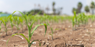 La sequía en Minnesota y otros estados productores hará subir el precio de los alimentos La sequía en Minnesota y otros estados productores hará subir el precio de los alimentos