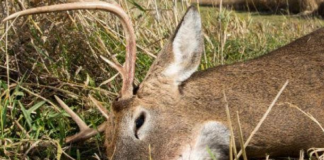 Condado molesto porque cazadores depositan cadáveres de los ciervos en contenedor de reciclaje Condado molesto porque cazadores depositan cadáveres de los ciervos en contenedor de reciclaje