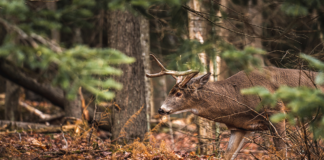 Comienza temporada de caza, pero lanzan aplicación para avisar sobre cazadores furtivos Comienza temporada de caza, pero lanzan aplicación para avisar sobre cazadores furtivos