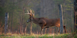 El DNR dice que casi 400,000 cazadores comenzaron al temporada de caza de ciervos El DNR dice que casi 400,000 cazadores comenzaron al temporada de caza de ciervos