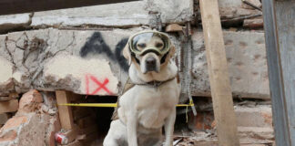 Muere en México la perrita Frida, tras 9 años de rescatista Muere en México la perrita Frida, tras 9 años de rescatista