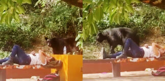 Una joven vive momento de terror a lado de un oso Una joven vive momento de terror a lado de un oso