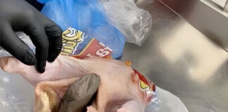 Mujer trató de volar con una pistola oculta en una gallina Mujer trató de volar con una pistola oculta en una gallina