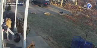 Un mapache saltó sobre la pierna de una niña y su madre salió a salvarla Un mapache saltó sobre la pierna de una niña y su madre salió a salvarla