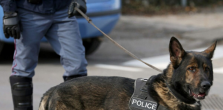 Un K-9 alertó sobre drogas en un camión: arrestan a una persona que traía cocaína de México a Minnesota Un K-9 alertó sobre drogas en un camión: arrestan a una persona que traía cocaína de México a Minnesota