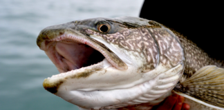 Hoy abre la temporada de pesca de truchas en el Lago Superior para Minnesota y Wisconsin Hoy abre la temporada de pesca de truchas en el Lago Superior para Minnesota y Wisconsin