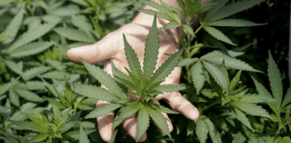 Partidarios de la legalización de la marihuana aprobaron su proyecto en un comité de la Cámara de Representantes Partidarios de la legalización de la marihuana aprobaron su proyecto en un comité de la Cámara de Representantes