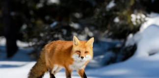 La influenza aviar se propagó a algunos mamíferos en Minnesota, como zorros rojos La influenza aviar se propagó a algunos mamíferos en Minnesota, como zorros rojos
