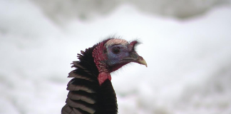 ¡Un pavo salvaje y solitario es el terror de un parque de casas móviles en Coon Rapids! ¡Un pavo salvaje y solitario es el terror de un parque de casas móviles en Coon Rapids!