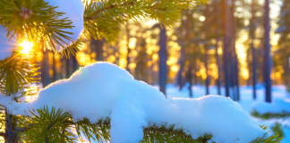 Avanza enero y el termómetro no ha caído por debajo del cero, algo que no sucede desde 1990 Avanza en enero y el termómetro no ha caído por debajo del cero, algo que no sucede desde 1990