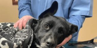 Un perro está siendo atendido en una clínica veterinaria local tras haber sido baleado Un perro está siendo atendido en una clínica veterinaria local tras haber sido baleado