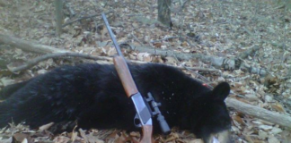 Mató a un oso al que había alimentado previamente: le sacan licencia y arma Mató a un oso al que había alimentado previamente: le sacan licencia y arma