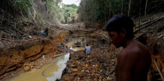 La minería del oro está matando a los yanomamis, en Brasil La minería del oro está matando a los yanomamis, en Brasil