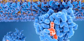 Investigan proteína “maldita”, orígen del cáncer Investigan proteína "maldita", orígen del cáncer