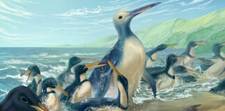 Hallan fósiles del pingüino más grande que jamás haya existido Hallan fósiles del pingüino más grande que jamás haya existido