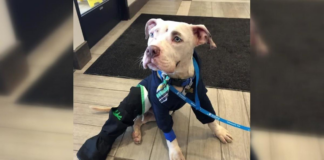 Robaron un auto y arrojaron el pequeño perro que había adentro: el cachorro se recupera de las heridas Robaron un auto y arrojaron el pequeño perro que había adentro: el cachorro se recupera de las heridas