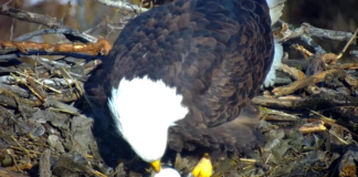 EagleCam: llegó el primer huevo de la temporada, que será incubado por más de un mes EagleCam: llegó el primer huevo de la temporada, que será incubado por más de un mes