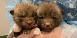 Cuatro pequeños zorros fueron rescatados del gélido lago Minnetonka: sobrevivieron Cuatro pequeños zorros fueron rescatados del gélido lago Minnetonka: sobrevivieron