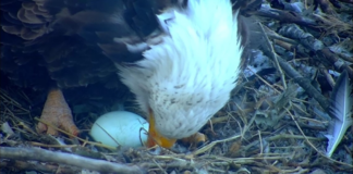 Ahora hay dos huevos en el nido EagleCam del DNR Ahora hay dos huevos en el nido EagleCam del DNR