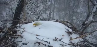 El águila que es la estrella de la EagleCam del DNR de Minnesota está cubierta de nieve El águila que es la estrella de la EagleCam del DNR de Minnesota está cubierta de nieve