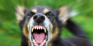 Un perro en el norte de Minnesota dio positivo por rabia: no sucedía desde 2018 Un perro en el norte de Minnesota dio positivo por rabia: no sucedía desde 2018