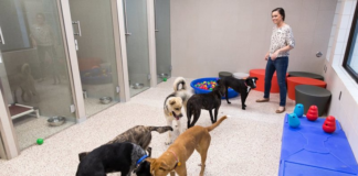 Animal Humane Society rescata casi 60 animales domésticos en mal estado en Morrison Animal Humane Society rescata casi 60 animales domésticos en mal estado en Morrison