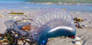 La mortífera Medusa Carabela llega a playas de Yucatán La mortífera Medusa Carabela llega a playas de Yucatán