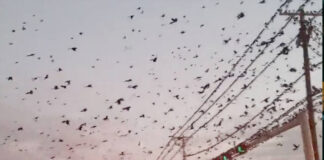 Miles de cuervos confunden a pobladores de China Miles de cuervos confunden a pobladores de China