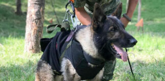 Llegan a México los restos de Proteo, perro rescatista muerto en Turquía Llegan a México los restos de Proteo, perro rescatista muerto en Turquía