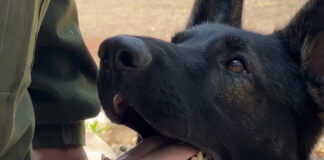 “Proteo”, el perro rescatista convertido en símbolo en Turquía “Proteo”, historia del perro rescatista convertido en símbolo en Turquía