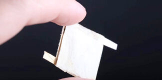 Científicos usan hongos para crear chips biodegradables Científicos usan hongos para crear chips biodegradables