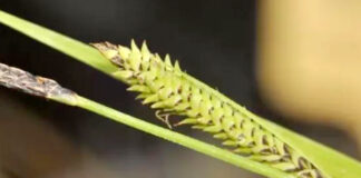 “Don Quijote” da nombre a una nueva planta de La Mancha "Don Quijote" da nombre a una nueva planta de La Mancha