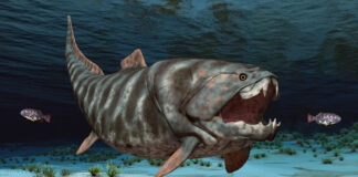 El Dunkleosteus: el depredador más feroz del período Devónico El Dunkleosteus: el depredador más feroz del período Devónico