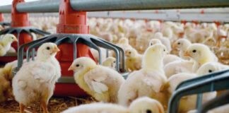 Detectan brote de gripe aviar en granjas de México Detectan brote de gripe aviar en granjas de Aguascalientes