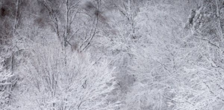 La nevada del martes que nadie esperaba: ¿cuántas pulgadas cayeron en varios lugares? La nevada del martes que nadie esperaba: ¿cuántas pulgadas cayeron en varios lugares?
