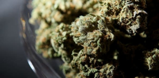 Reescriben la legislación para legalizar la marihuana recreativa para adultos en Minnesota Reescriben la legislación para legalizar la marihuana recreativa para adultos en Minnesota