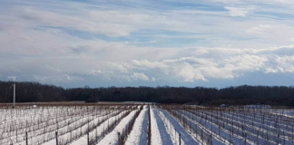 Los viñedos de Minnesota han tenido un buen comienzo esta primavera, gracias a las nevadas Los viñedos de Minnesota han tenido un buen comienzo esta primavera, gracias a las nevadas