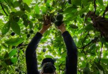 “Superalimentos” latinoamericanos se abren camino en Japón “Superalimentos” latinoamericanos se abren camino en Japón